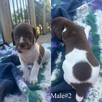 German Shorthaired Pointer Puppies, View more