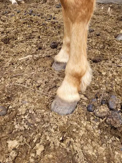 farrier for pt, View more