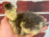 Chinese Goose Gosling Searching For A Great Home