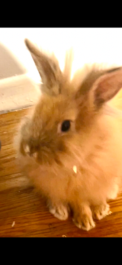 2 year old bunny free to good home, View more