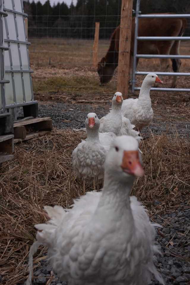 Sebastopol geese hatching eggs in Livestock in Trenton - Image 4