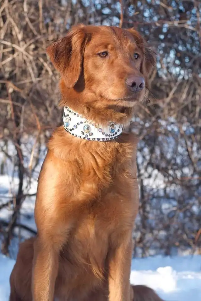 Field line Golden Retrievers in Dogs & Puppies for Rehoming in Mississauga / Peel Region - Image 5