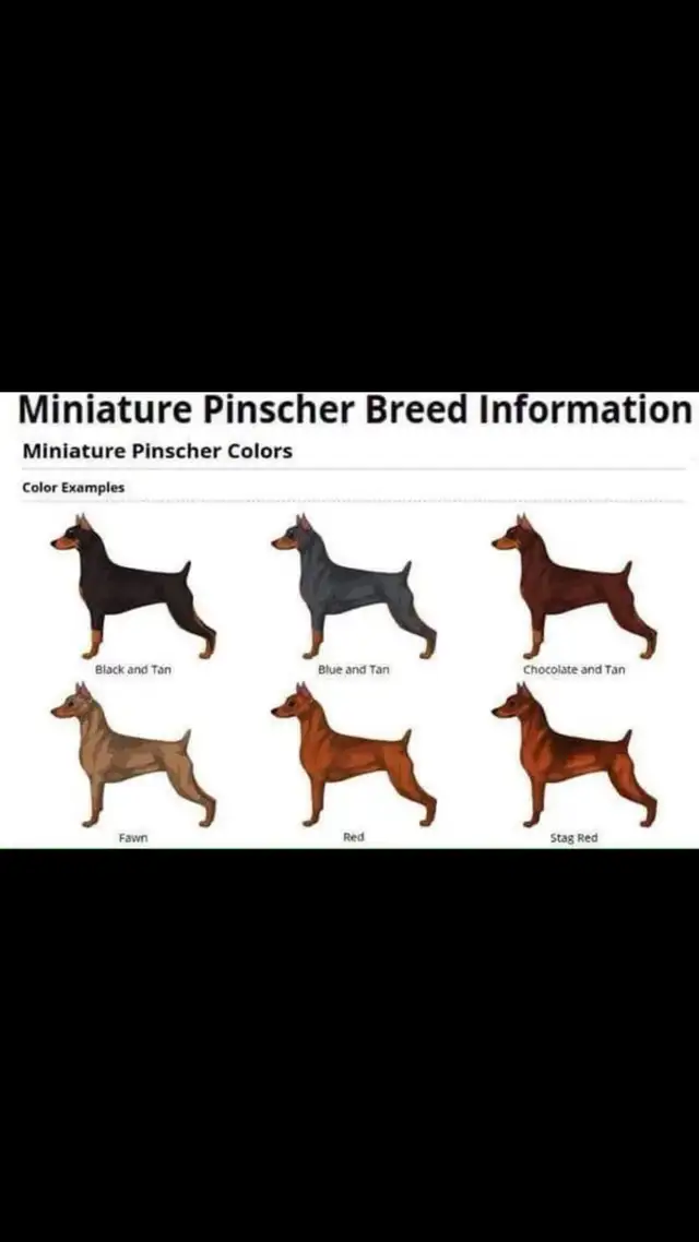 Miniature Pinscher puppies in Dogs & Puppies for Rehoming in Mississauga / Peel Region - Image 9