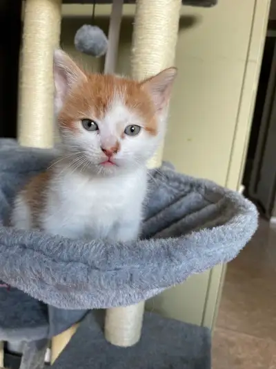 adorable purring male kitten, View more