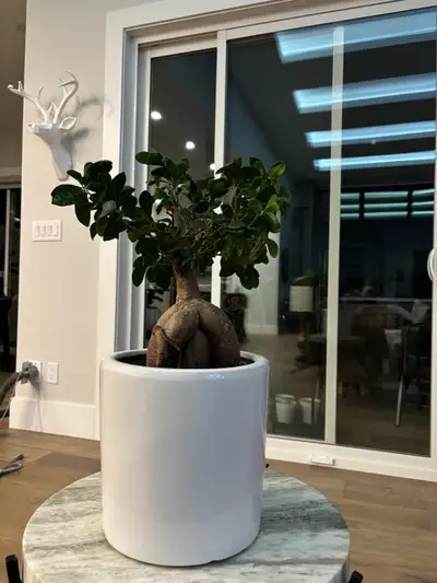 Bonsai in White Pot, View more