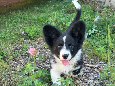 Chiots Welsh Corgi Cardigan, View more
