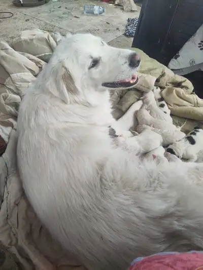 Bulgarian Shepherd Maremma x puppies, View more