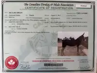 Registered mammoth jenny, proven breeder