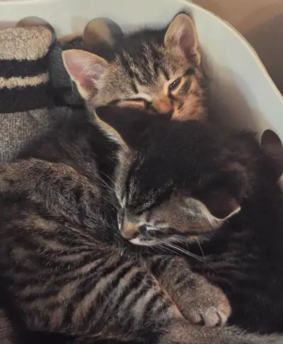 Two cute kittens, View more