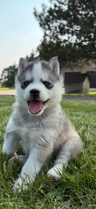 We have one beautiful grey and white female puppy available for adoption anytime on, or after June 2...