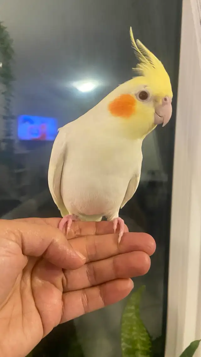Cockateil -Hamd Tamed in Birds for Rehoming in Kitchener / Waterloo - Image 8