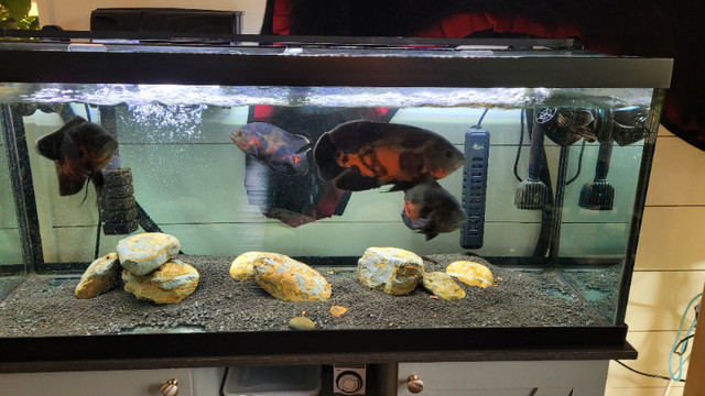 4 adult Oscars. in Fish for Rehoming in Prince George - Image 2