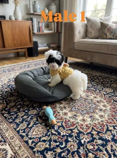 Petits Chiots Yorkipoo a vendre ( 1 male/6 lbs adulte)❤❤, View more