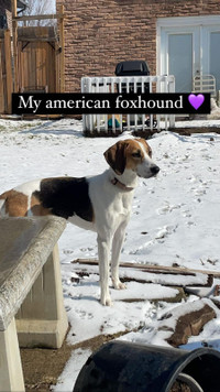 American Foxhound looking for a good home