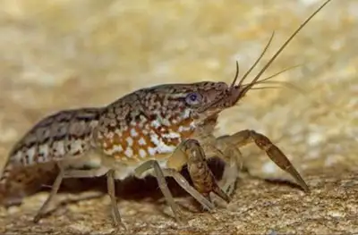 Marble Crayfish, View more