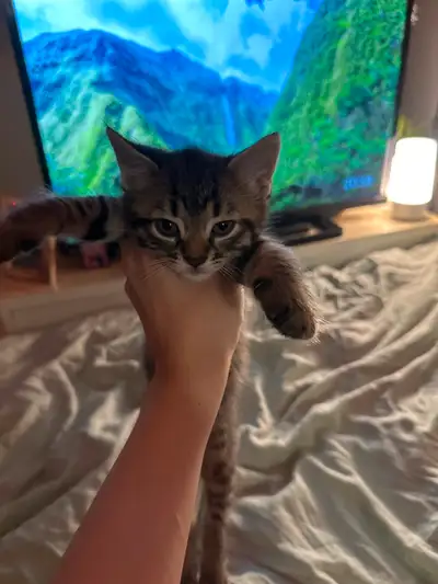 un chaton mâle d’un mois et demi, View more