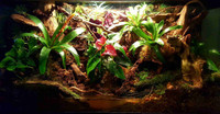 90 gal bioactive reptile tank