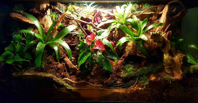 90 gal bioactive reptile tank in Reptiles & Amphibians for Rehoming in Norfolk County