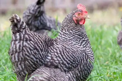 I have the most BEAUTIFUL RAINBOW FLOCK. All heritage breeds from purebred stock. No shots or immuni...