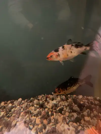 3 koi fish’s, View more