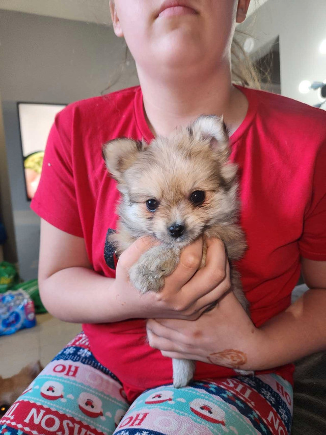 Puppies Pomeranian Yorkie in Dogs & Puppies for Rehoming in Windsor Region