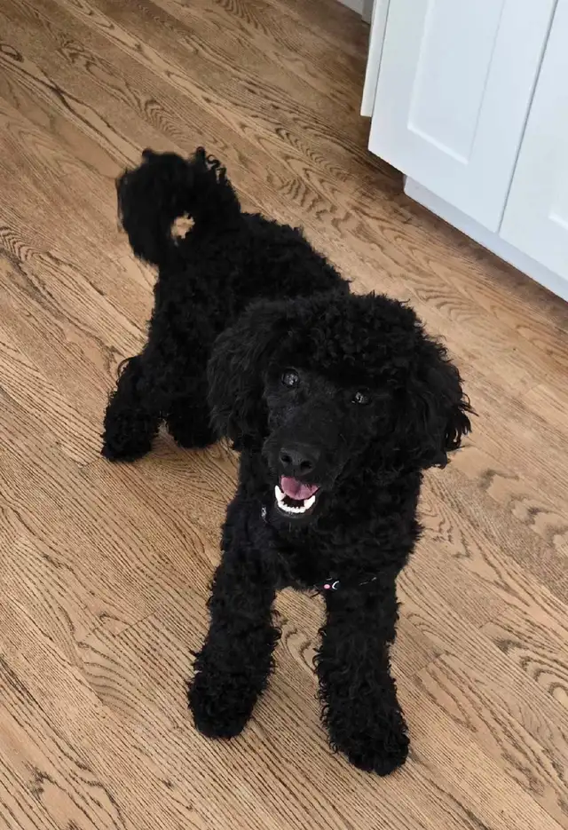 Moyen Poodle482653419246735361