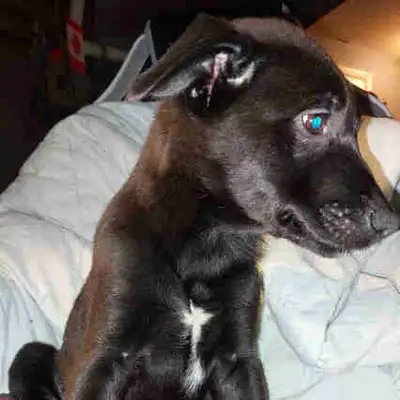 READY TO GO HOME!!! Urgently looking for forever homes!, View more