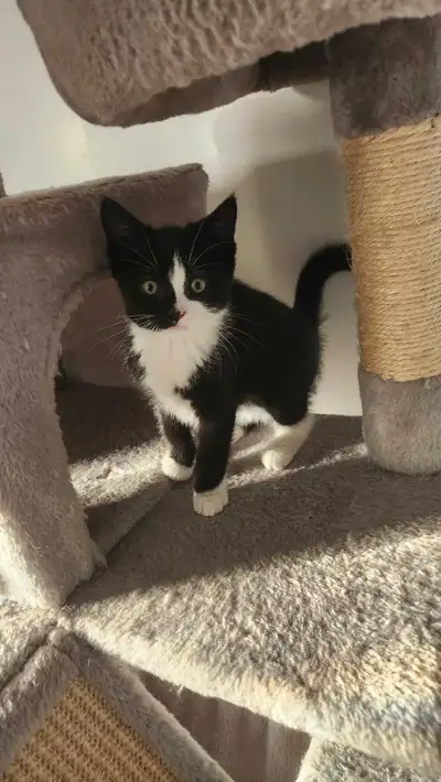 kitten for rehoming, View more