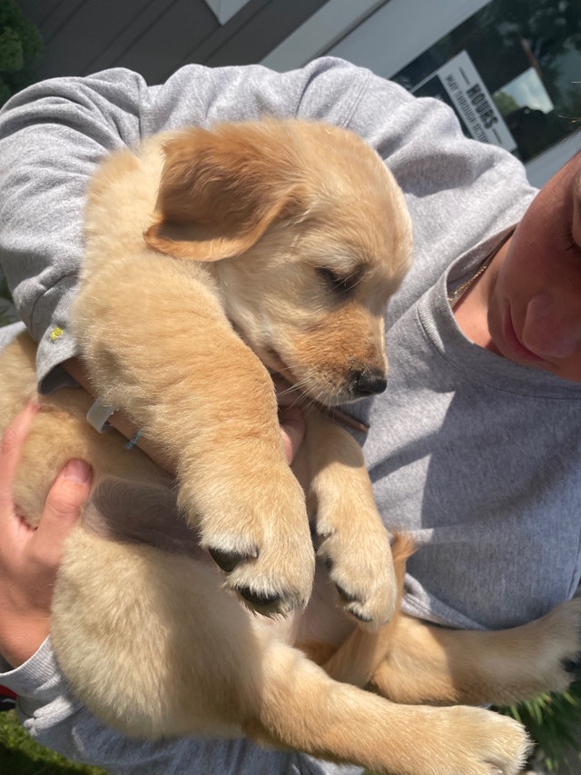 READY NOW!! Golden Retriever Puppies Dogs & Puppies for Rehoming