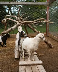 Fainter Goats