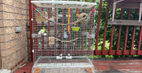 Two birds male and female with cage