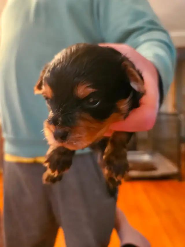 PUREBRED QUALITY YORKIES by Registered and experienced breeder in Dogs & Puppies for Rehoming in City of Toronto - Image 4