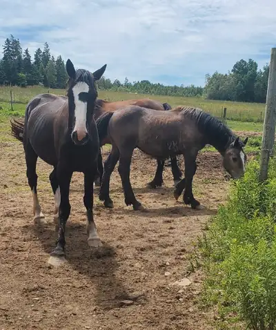 For sale two 3 year old mares One 1year old stud One black 12 year old mare. Call 902-542-2572