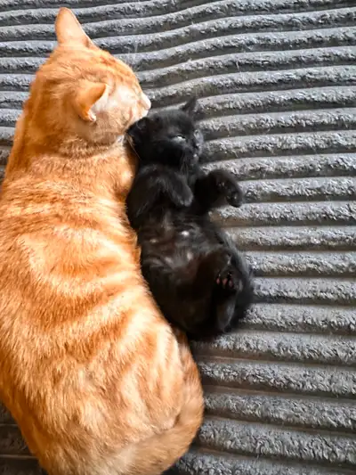 Kittens, View more