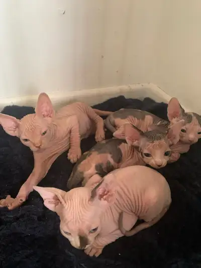 Sphinx kitten for adoption, View more