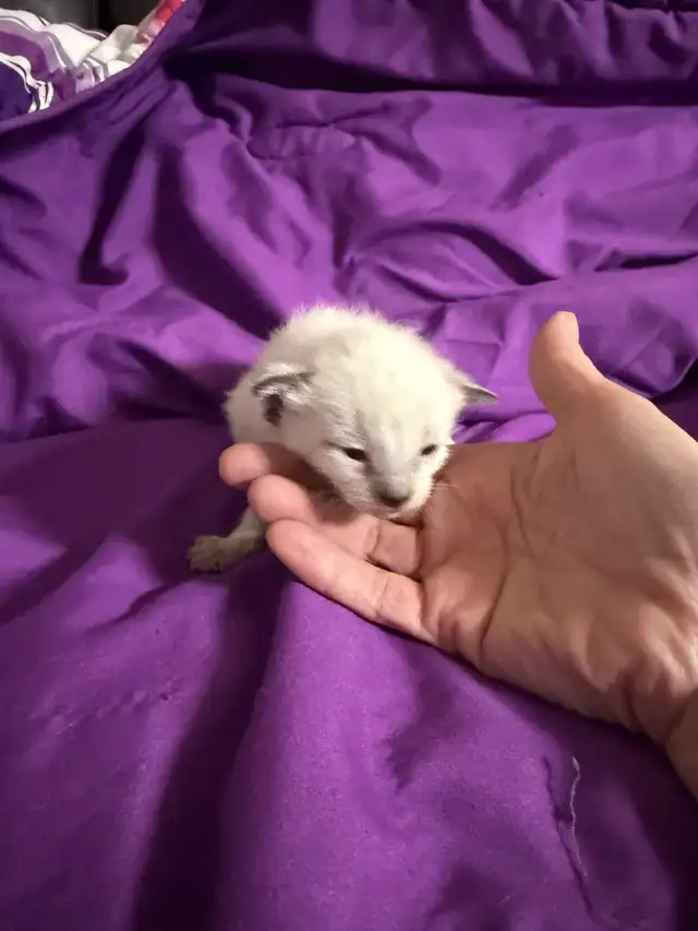 Chat Siamois in Cats & Kittens for Rehoming in Saint-Hyacinthe - Image 7