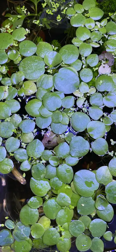 Amazon frogbit aquarium plants , View more