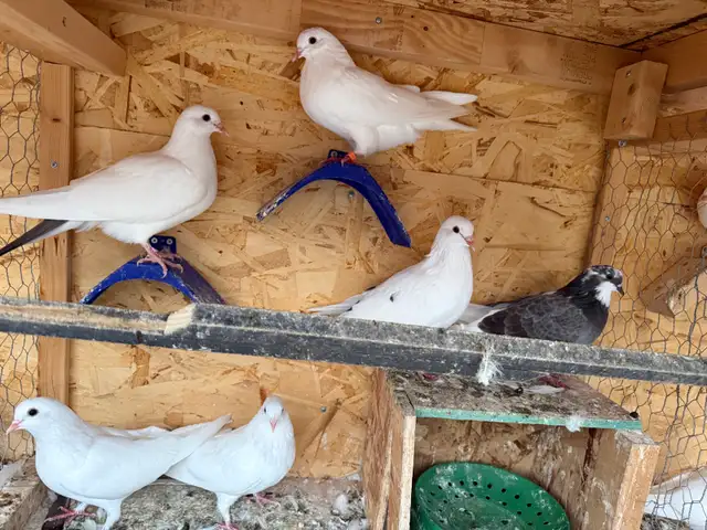 pigeons for sale | Birds for Rehoming | Markham / York Region | Free ...