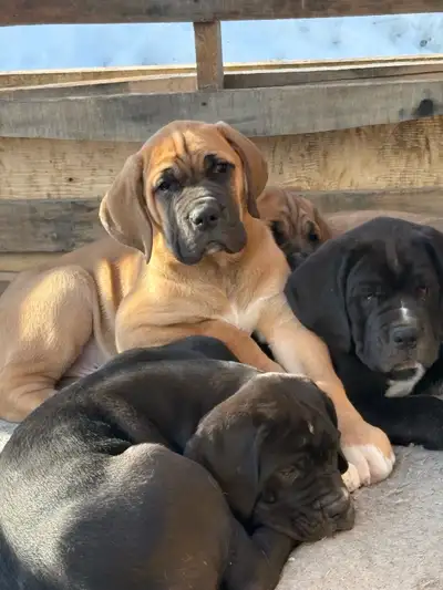 9 week old puppies are now preparing for their forever homes. They are 75% Great Dane and 25% Saint...