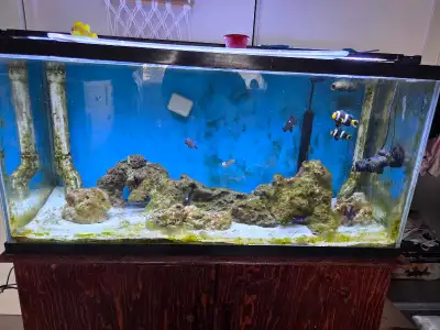 Large salt water aquarium with sump. Will sell everything with it. Was my ex's project and hes gone...