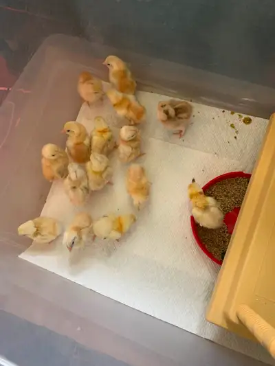 Serama  chicks. *Worlds smallest, View more