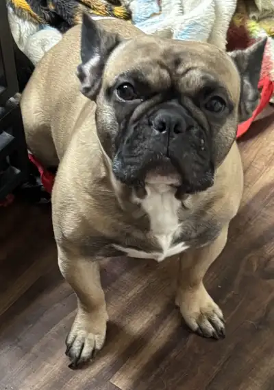 BEAUTIFUL FRENCH BULLDOG, View more