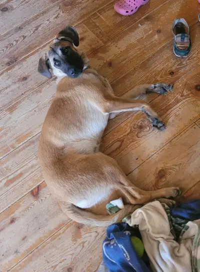 6 month old female Belgian Malinois, View more