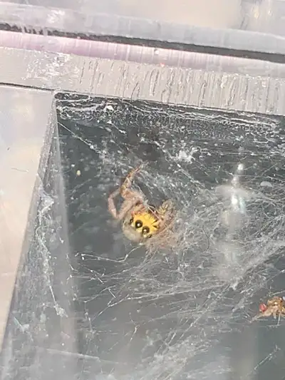 Bronze Jumping Spider , View more