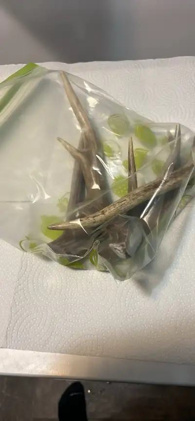 Naturally shed antlers cut up into dog treats
