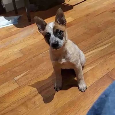 RED HEELER PUPPIES, View more