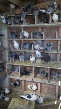 Pigeons - Voutas