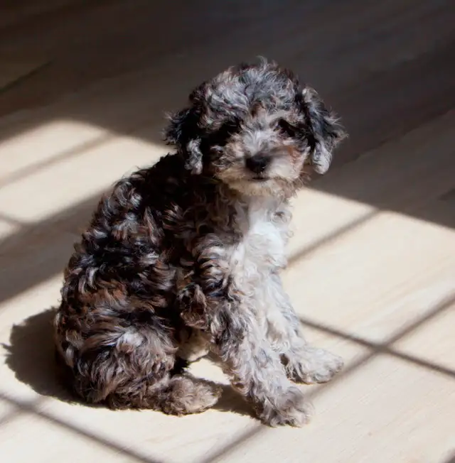 Mini Aussiedoodle F1b  merles in Dogs & Puppies for Rehoming in Drummondville - Image 11