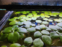 Large Healthy Frogbit Floating Plants