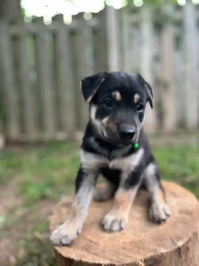 Male Shepsky Puppy in Dogs & Puppies for Rehoming in St. Catharines - Image 3